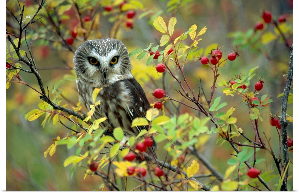 A beautiful photograph taken of an owl perched on a rose bush branch with other branches surrounding the owl.