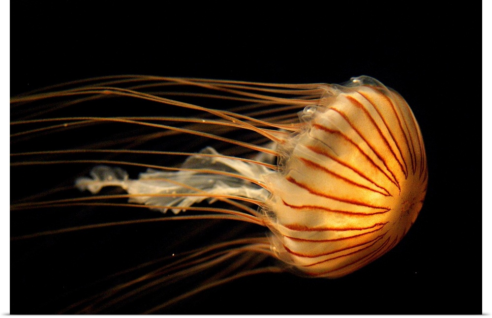 Northern Sea Nettle Jellyfish (Chrysaora melanaster) northern Pacific Ocean