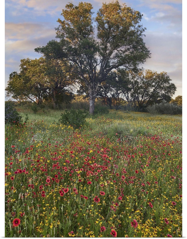 Oak tree and Indian Blanket flowers, Texas
