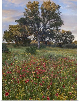 Oak Tree And Indian Blanket Flowers, Texas