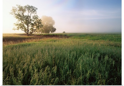 Oak trees shrouded in fog, tallgrass prairie in Flint Hills, Kansas