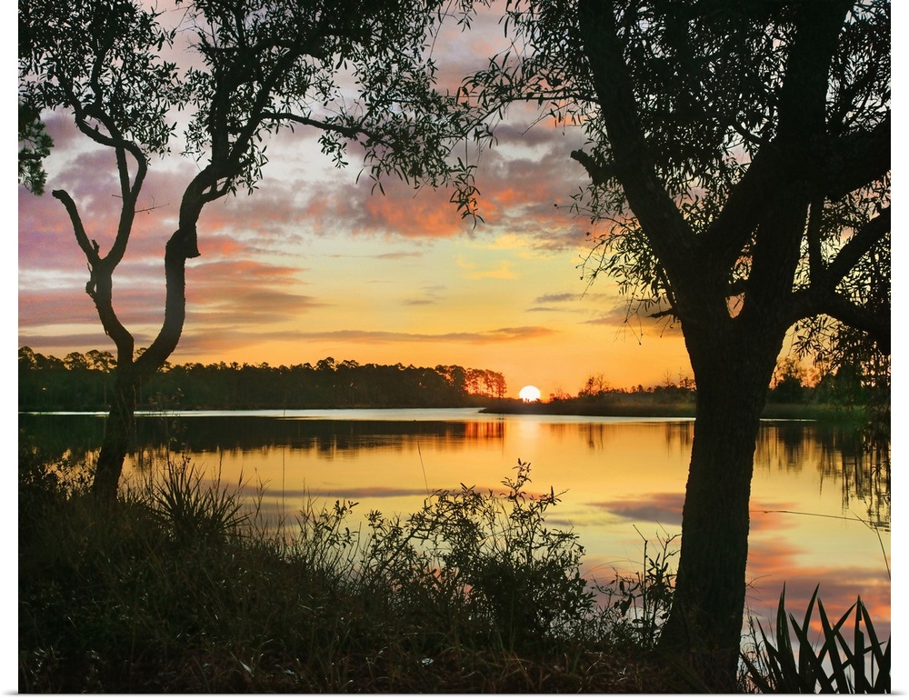 Oaks at sunrise, Ochlockonee River State Park, Florida