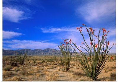 Ocotillo and the Vallecito Mountains, Anza-Borrego Desert State Park, California