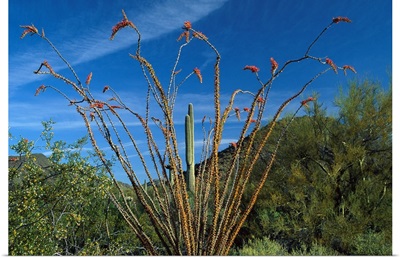 Ocotillo Saguaro, Greasewood and Palo Verde, Arizona
