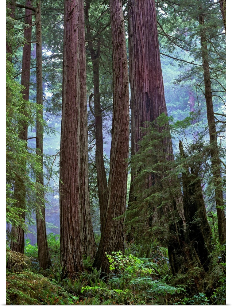Old growth forest of Coast Redwood, Del Norte Coast Redwoods State Park, California