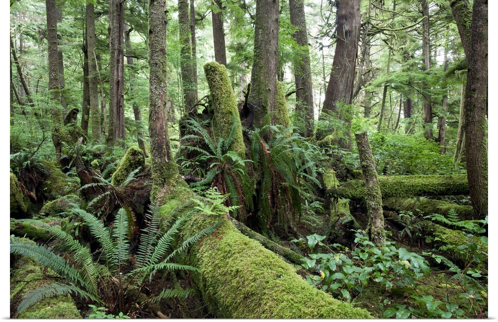 West coast rain forest on Vancouver Island near Cape Scott, Cape Scott Provincial Park, BC, Canada