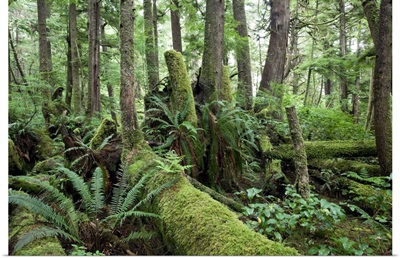 Old-growth temperate rainforest, Vancouver Island, Cape Scott, Canada