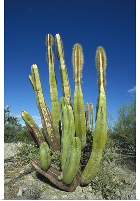 Old Man Cactus (Lophocereus schottii) in Sonoran desert, Mexico