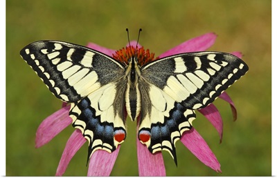 Oldworld Swallowtail butterfly on a flower, Hoogeloon, Netherlands
