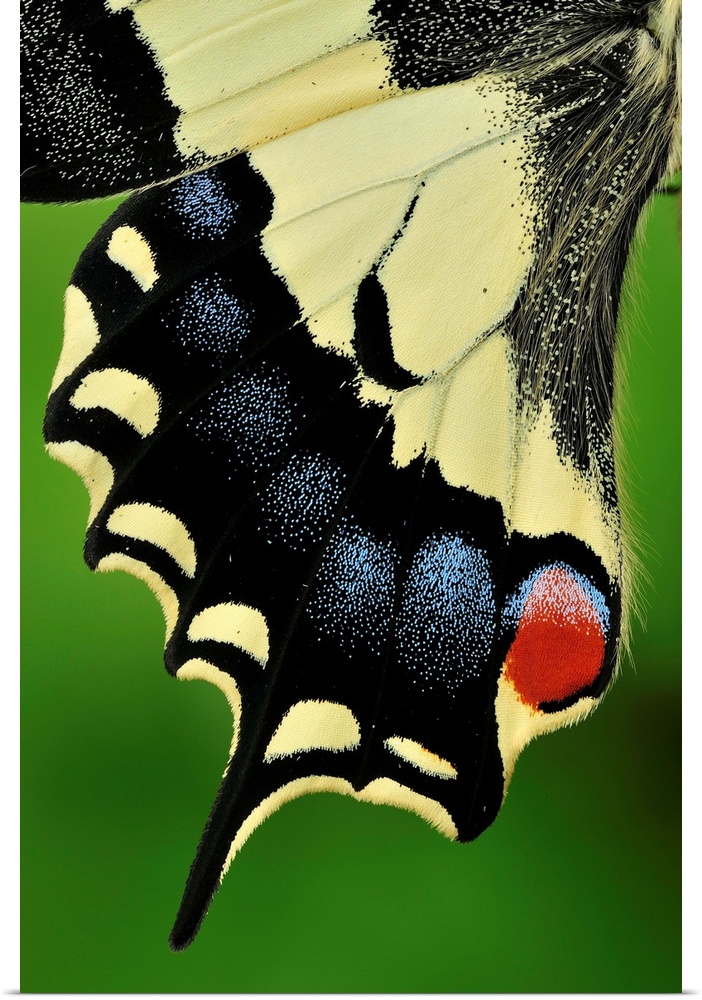 Swallowtail - wing detail - Switzerland