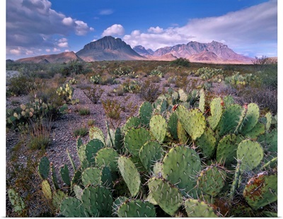 Opuntia cactus, Chisos Mountains, Big Bend National Park, Chihuahuan Desert, Texas