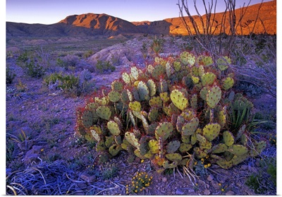 Opuntia (Opuntia sp) in Chihuahuan Desert landscape, Big Bend National Park, Texas