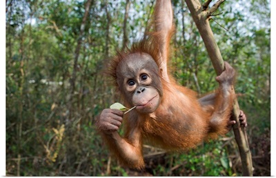 Orangutan infant playing in tree, Orangutan Care Center, Borneo, Indonesia