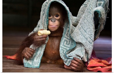 Orangutan playing with towel and holding banana, Borneo, Indonesia