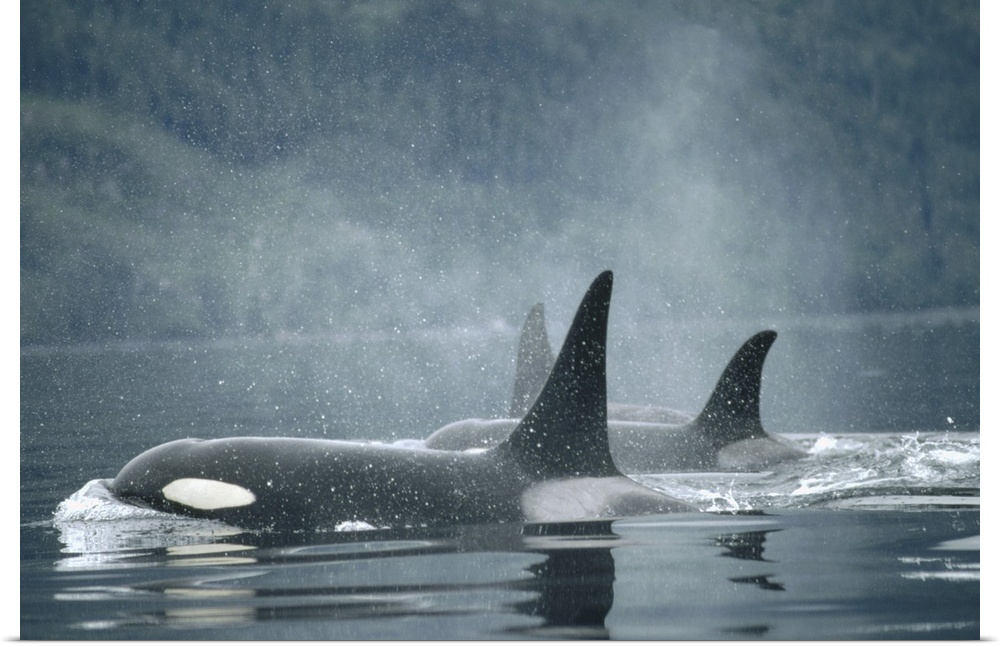 Orca (Orcinus orca) group surfacing, Johnstone Strait, British Columbia, Canada
