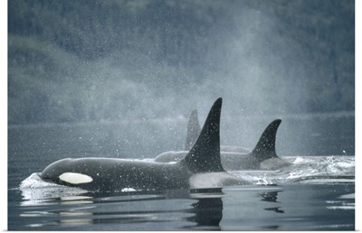 Orca Group surfacing, British Columbia