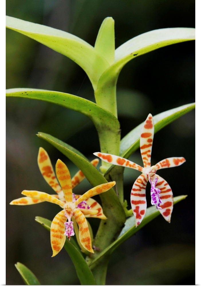 Orchid flowers, Malaysia