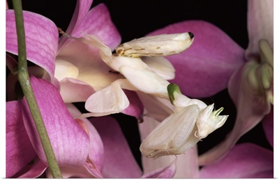 Orchid Mantis (Hymenopus coronatus) and orchid flower, Malaysia