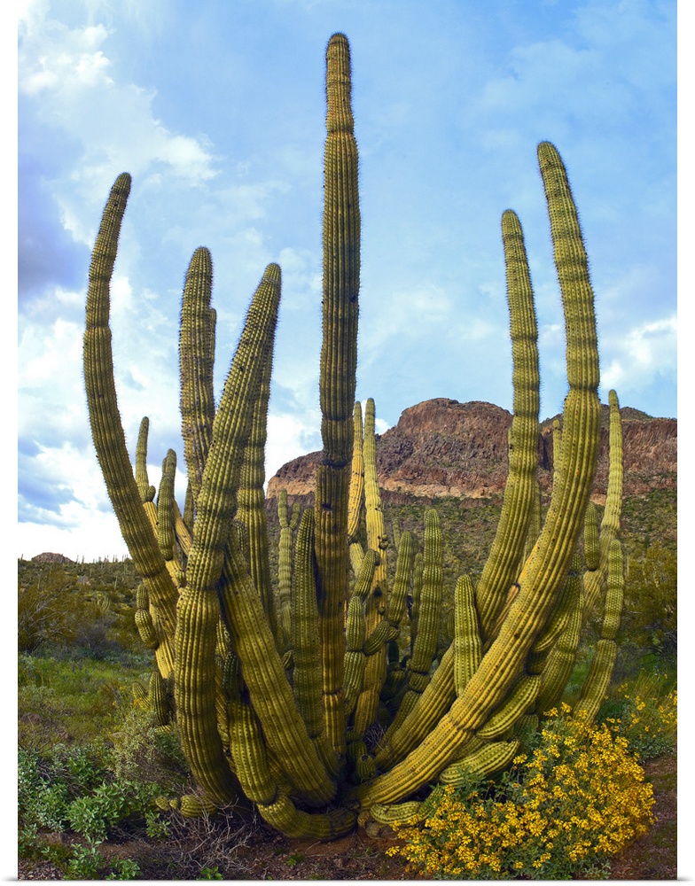Organ Pipe Cactus (Stenocereus thurberi) Arizona