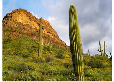 Organ Pipe Cactus, Organ Pipe Cactus National Monument, Sonoran Desert, Arizona