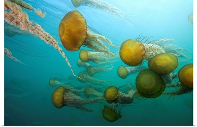 Pacific Sea Nettle group, Monterey Bay, Monterey, California