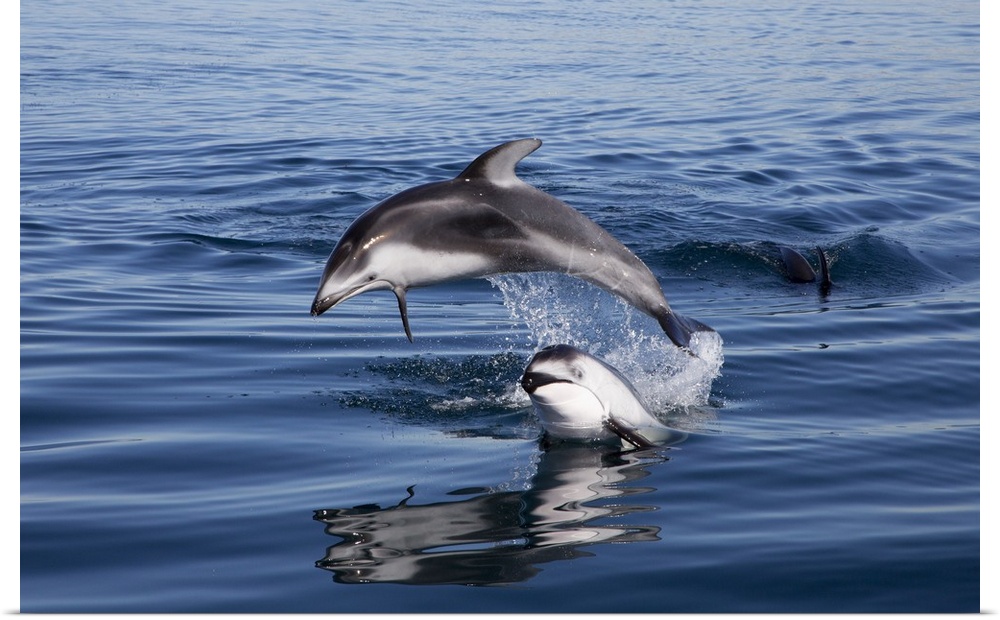 Pacific White-sided Dolphin pair jumping, Nine Mile Bank, San Diego, California.