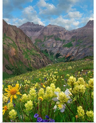 Paintbrush And Wildflowers, Governor Basin, Colorado