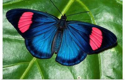 Painted Beauty butterfly, Yasuni National Park, Amazon, Ecuador