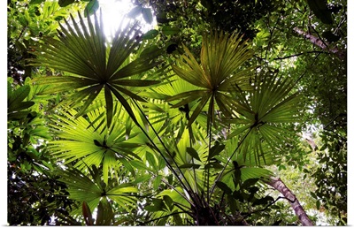 Palm leaves in rainforest, Costa Rica