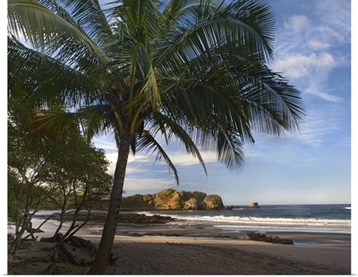 Palm trees line Pelada Beach, Costa Rica