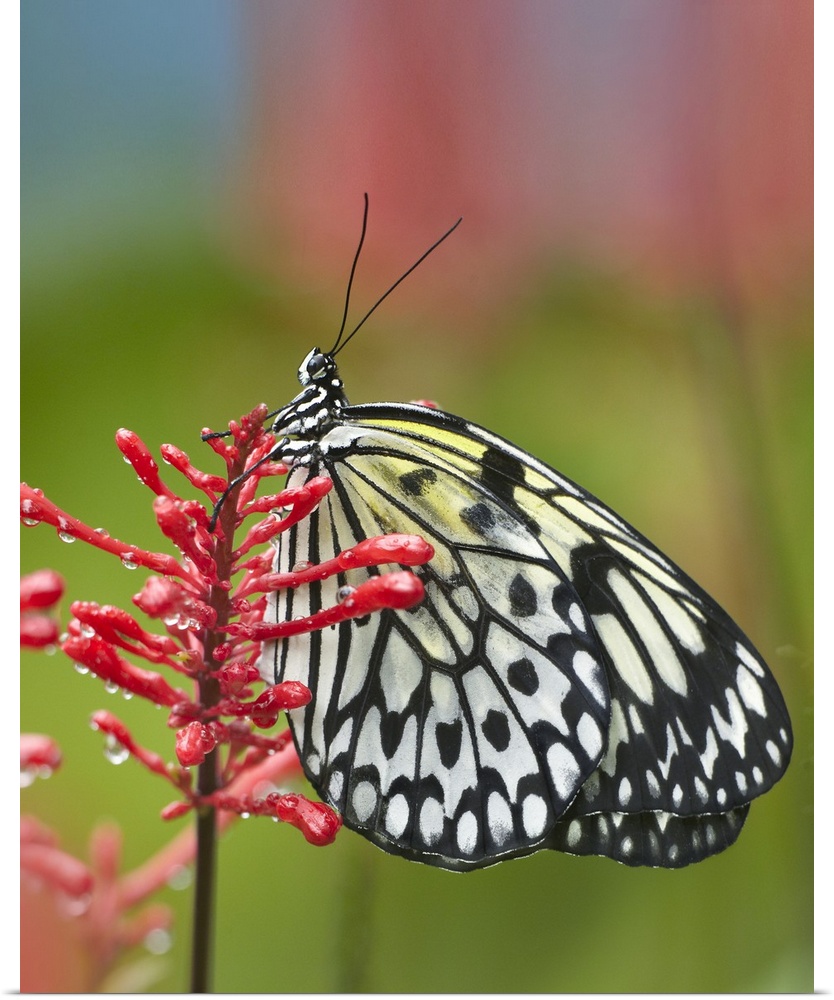Paper Kite (Idea leuconoe) butterfly, native to Asia