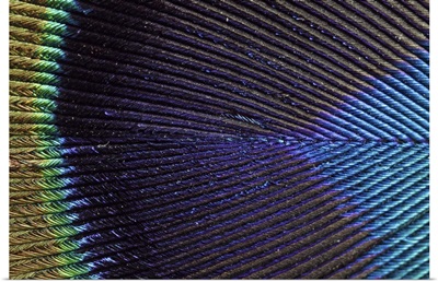Peacock Feather (Pavo cristatus)