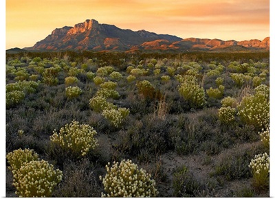 Pepperweed meadow beneath El Capitan, Guadalupe Mountains National Park, Texas