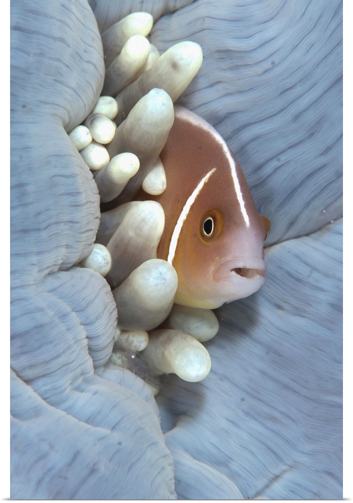 Pink Anemonefish (Amphiprion perideraion) adult, sheltering in Magnificent Sea Anemone (Heteractis magnifica), Lembeh Stra...