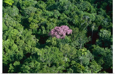 Pink flowering tree in rainforest canopy, Canaima National Park, Venezuela