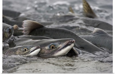 Pink Salmon group spawning in river, Prince William Sound, Alaska