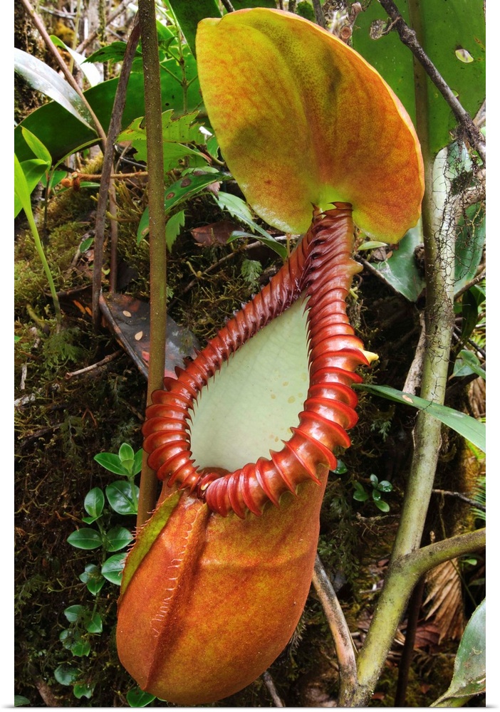 Pitcher Plant pitcher, Gunung Trus Madi, Sabah, Borneo, Malaysia