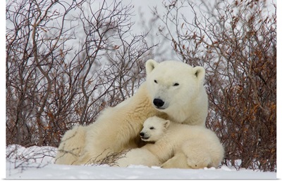 Polar Bear female with cub, Churchill, Manitoba, Canada