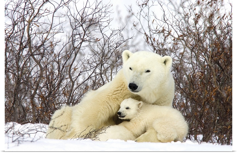 Polar Bear three month old cub interrupts nursing to look around second cub continues to nurse, vulnerable, Wapusk Nationa...