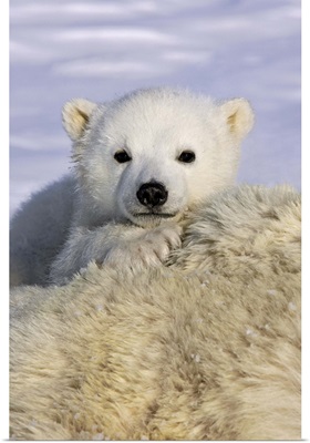 Polar Bearthree to four month old cub peeking over mother's body