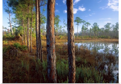 Pond near the Loxahatchee River, Jonathan Dickinson State Park, Florida