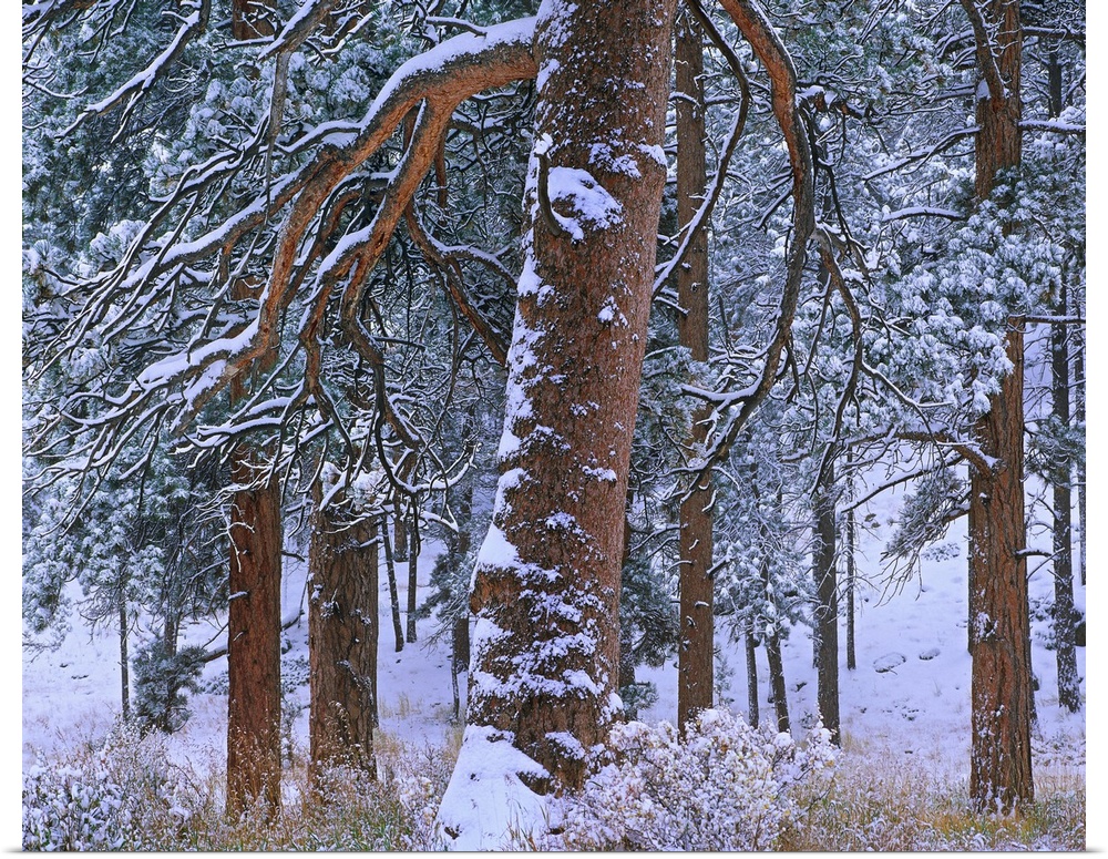 Ponderosa Pine trees after fresh snowfall, Rocky Mountain National Park, Colorado