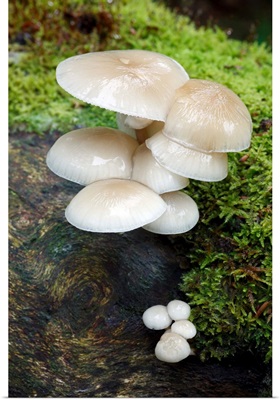 Porcelain Mushroom group, Hessen, Germany