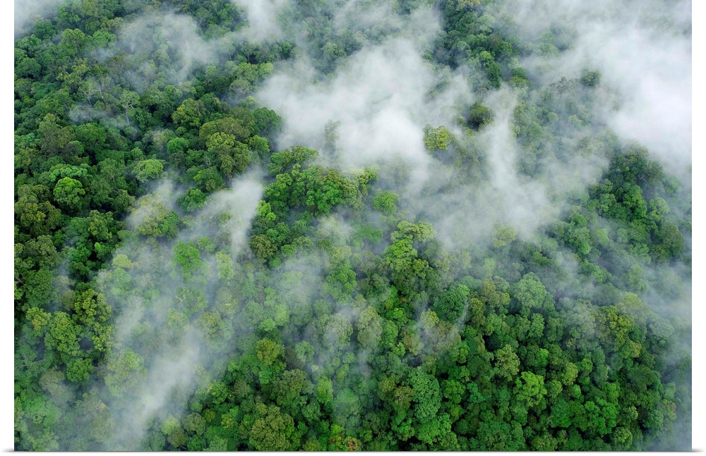 An aerial view of virgin rainforest in eastern Sabah.