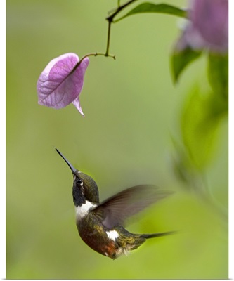 Purple-throated Woodstar hummingbird hovering near Bougainveillea flower