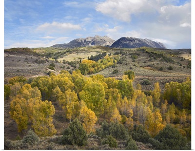 Quaking Aspen forest and Chair Mountain in autumn, Raggeds Wilderness, Colorado