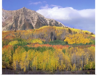 Quaking Aspen forest in autumn, Marcellina Mountain, Raggeds Wilderness, Colorado