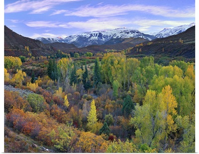 Quaking Aspen forest in autumn, Snowmass Mountain near Quaking Aspen, Colorado