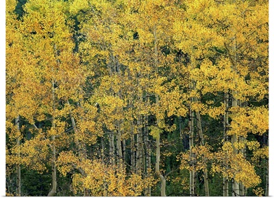 Quaking Aspen (Populus tremuloides) trees in fall, Maroon Bells, Colorado