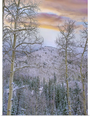 Quaking Aspens In Winter, Aspen Vista, Santa Fe National Forest, New Mexico